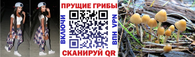 Галлюциногенные грибы Psilocybe  Купить где  Салаир 